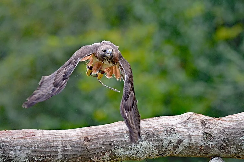 Auburn University Raptor Center